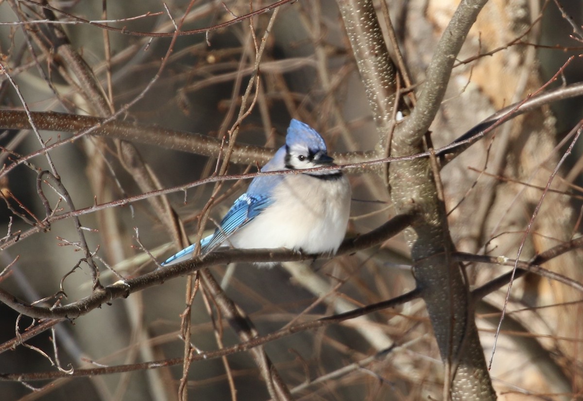 Blue Jay - ML411322181