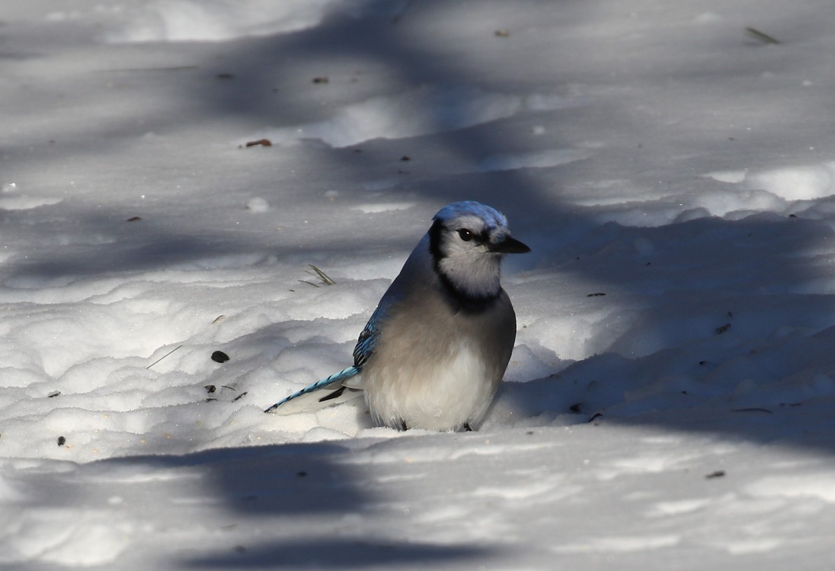 Blue Jay - Ethan Ring