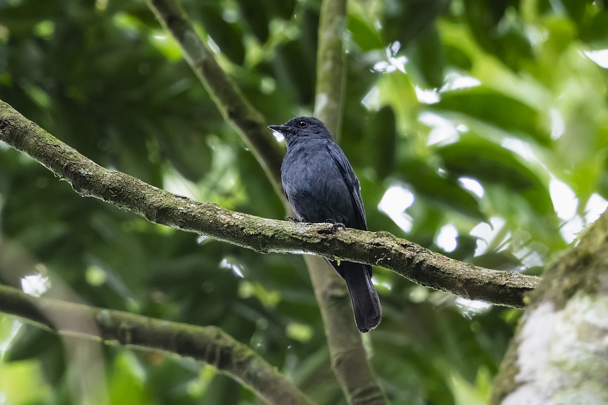 Nimba Flycatcher - Stefan Hirsch