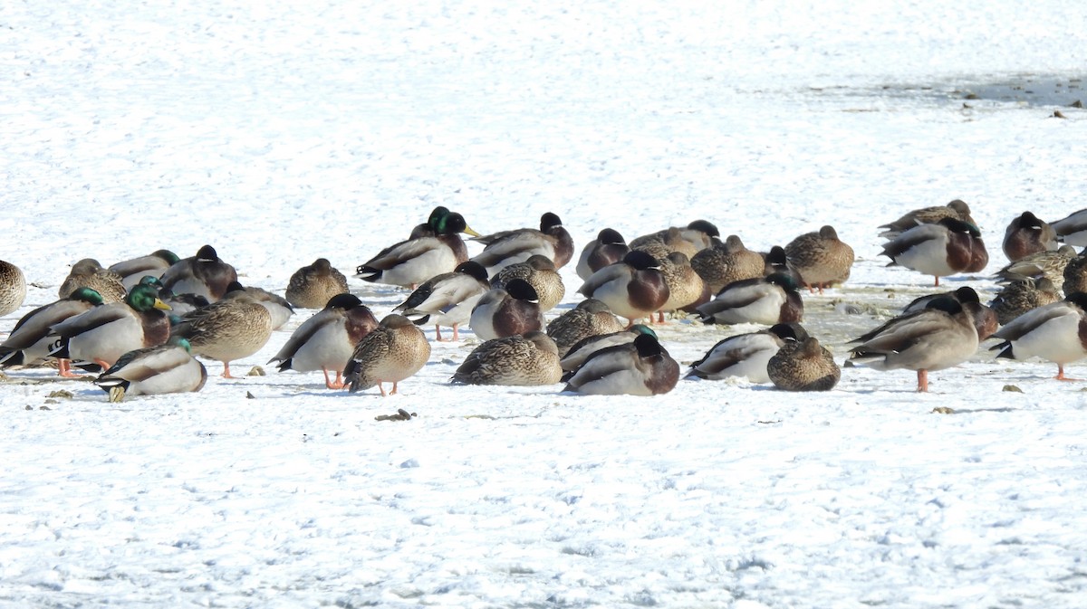 Canard colvert - ML411323751