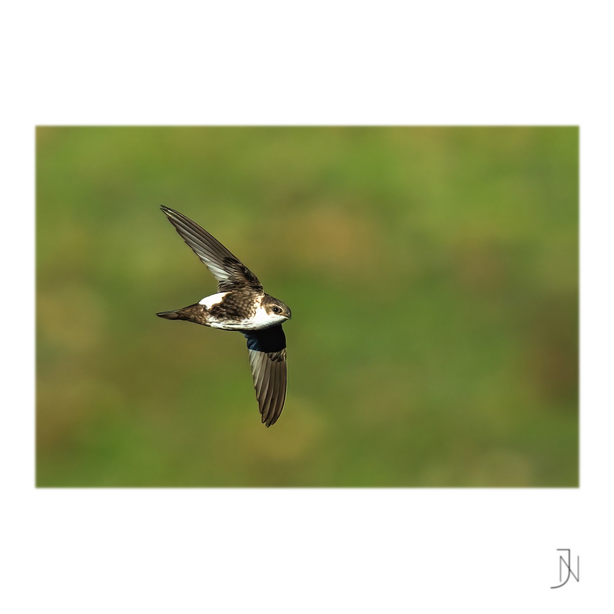 White-throated Swift - ML411324531