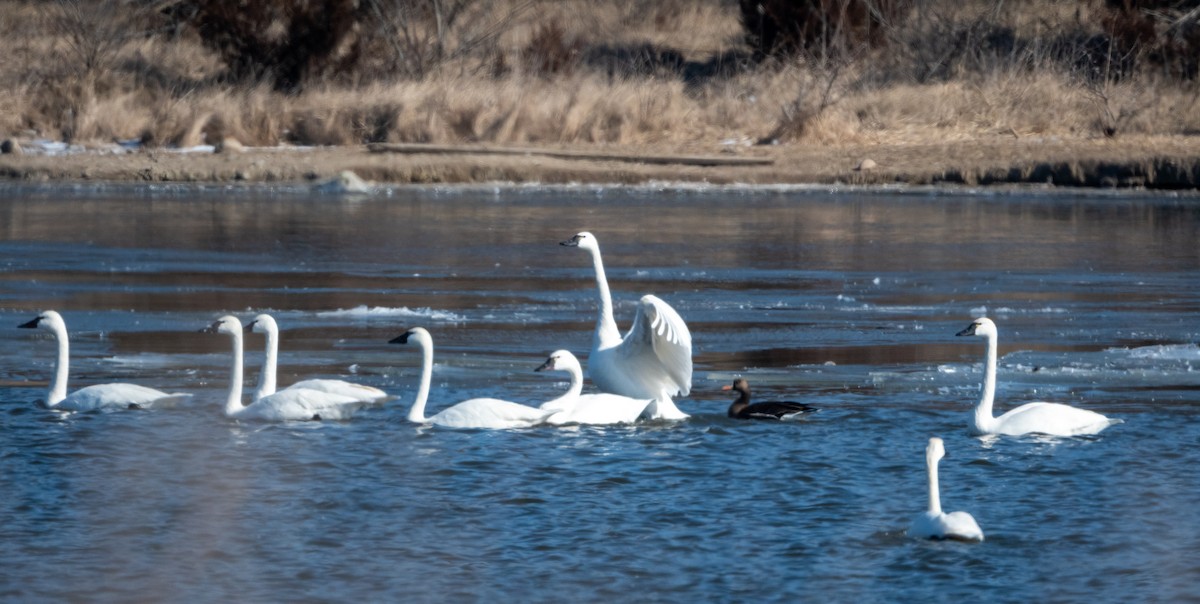 Cygne siffleur (columbianus) - ML411324861