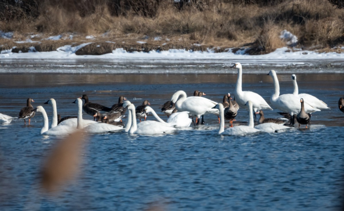 Tundra Swan (Whistling) - ML411324881