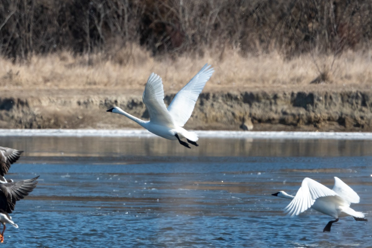 Cygne siffleur (columbianus) - ML411324891