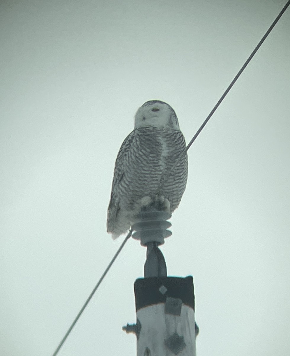 Snowy Owl - ML411328591