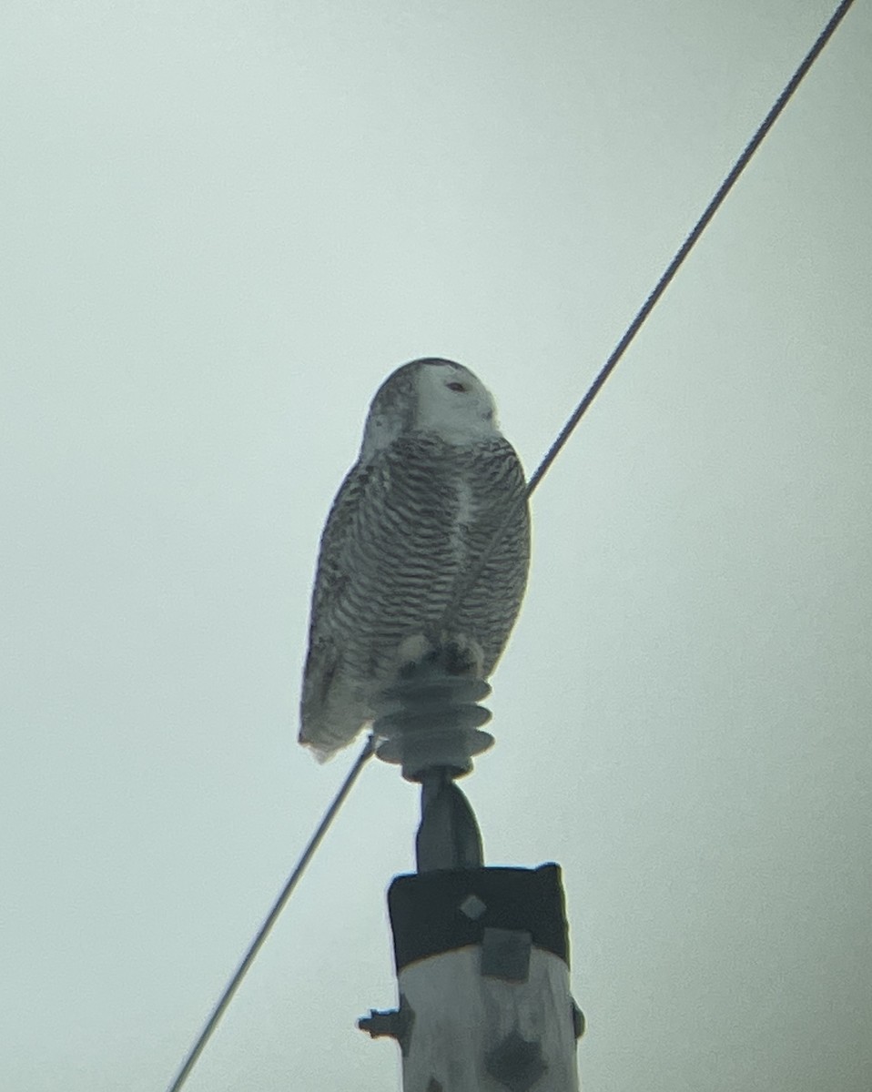 Snowy Owl - ML411328631