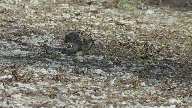 American Tree Sparrow - ML411329971