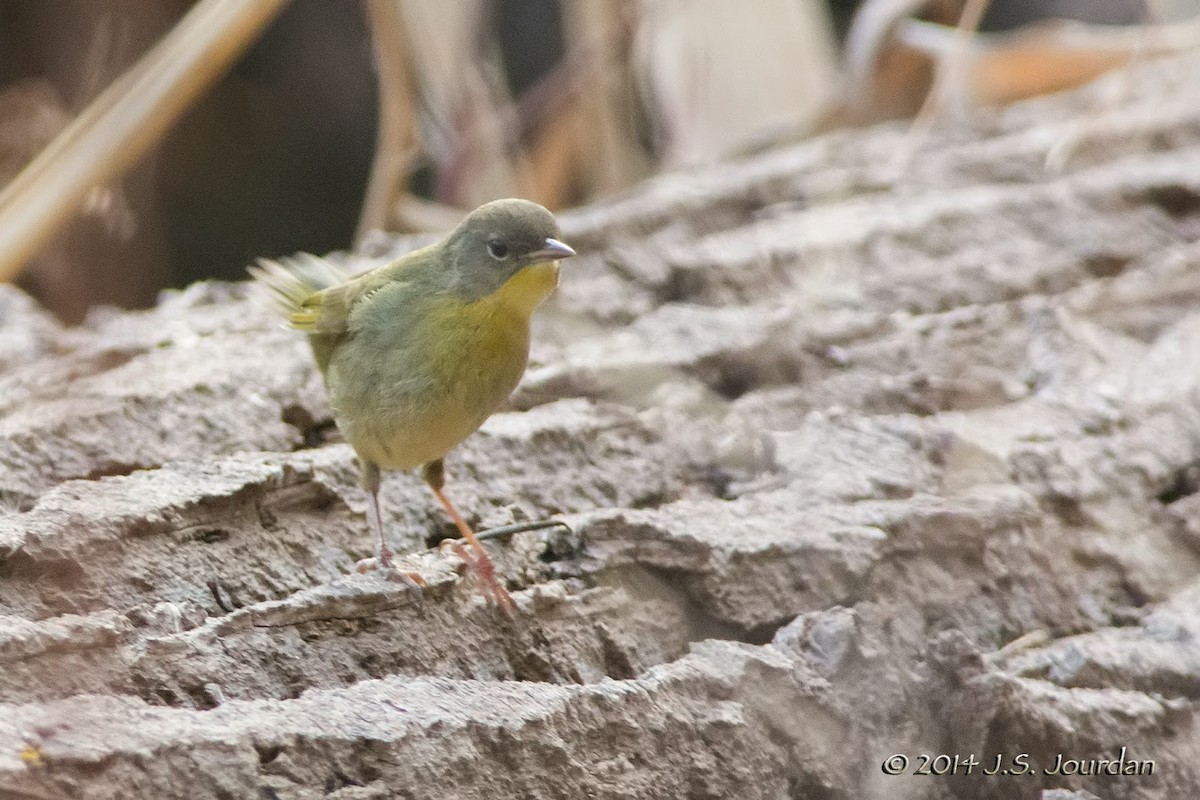 Common Yellowthroat - ML411331041