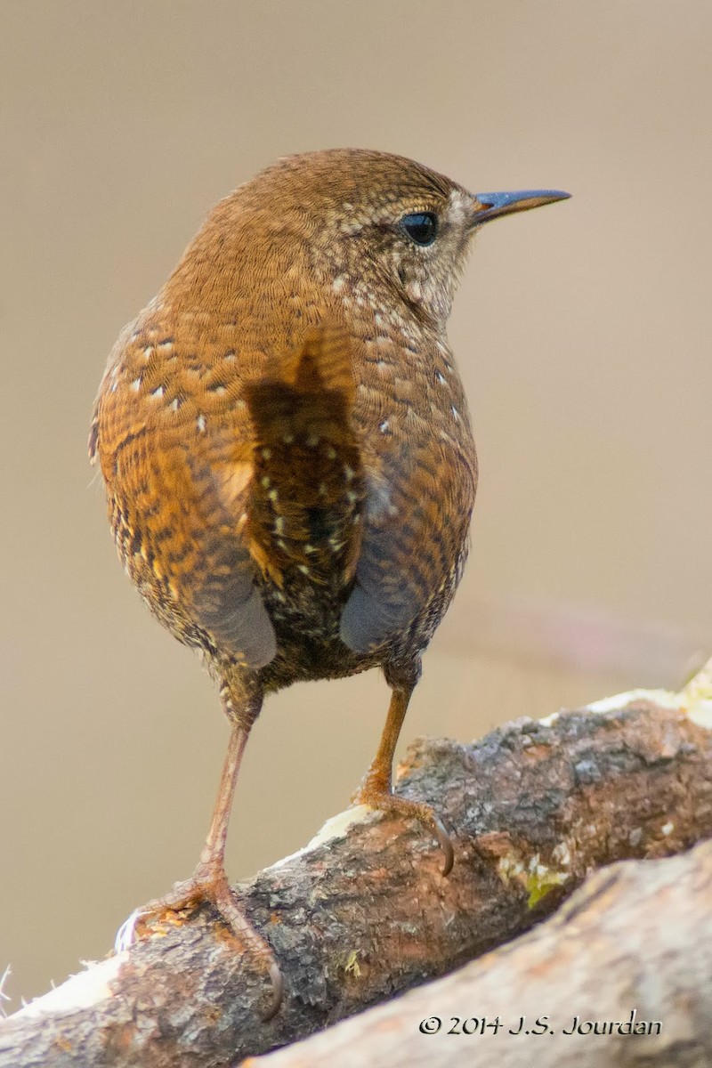 Winter Wren - ML411331441