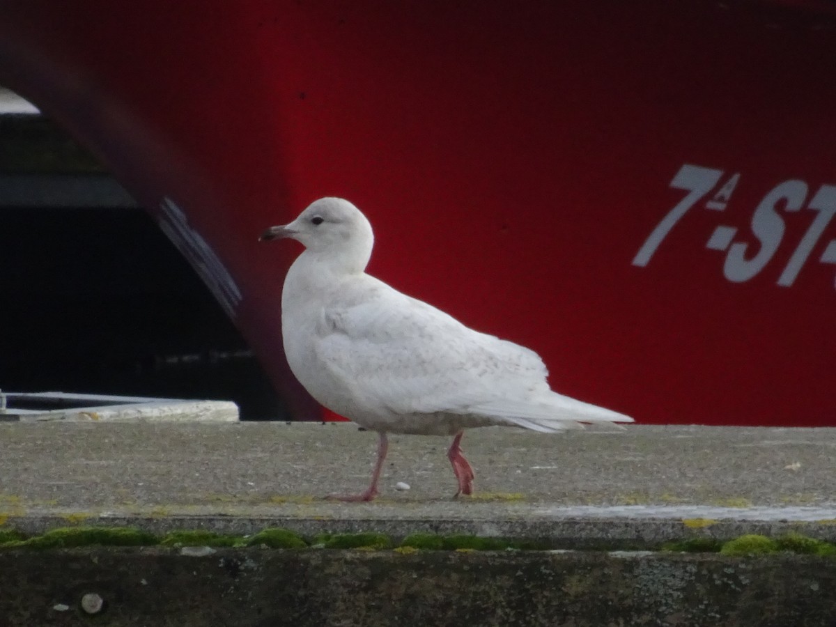 Iceland Gull - ML411333751
