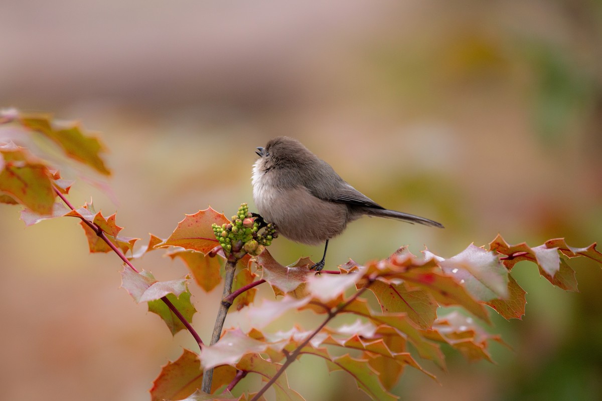 Bushtit - ML411333921