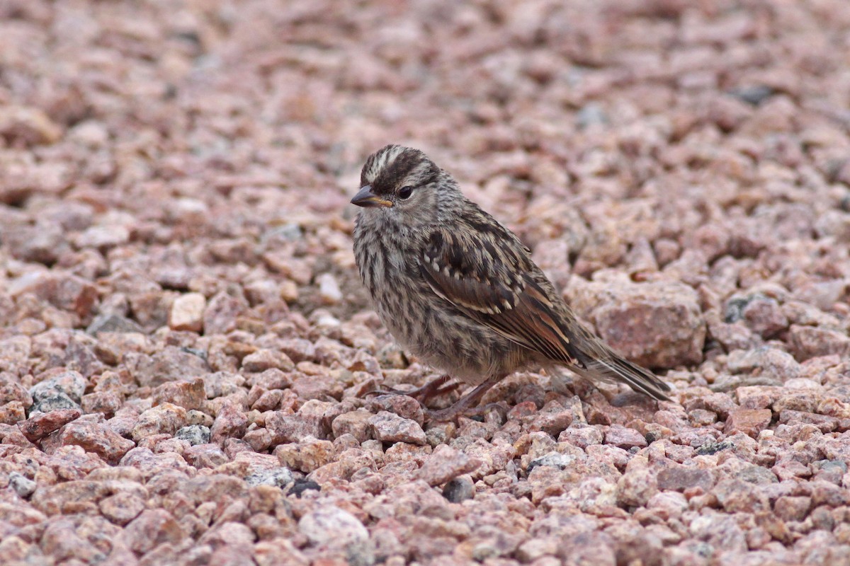 White-crowned Sparrow - Michael McCloy