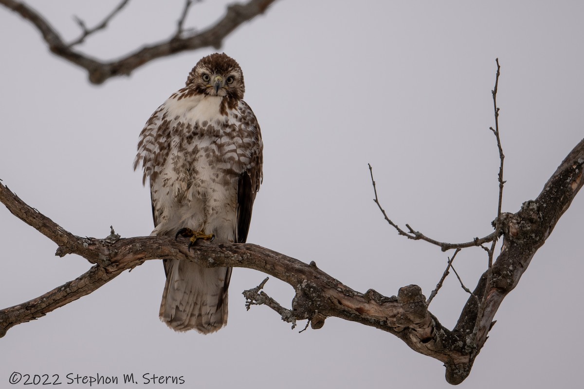 Rotschwanzbussard - ML411335601