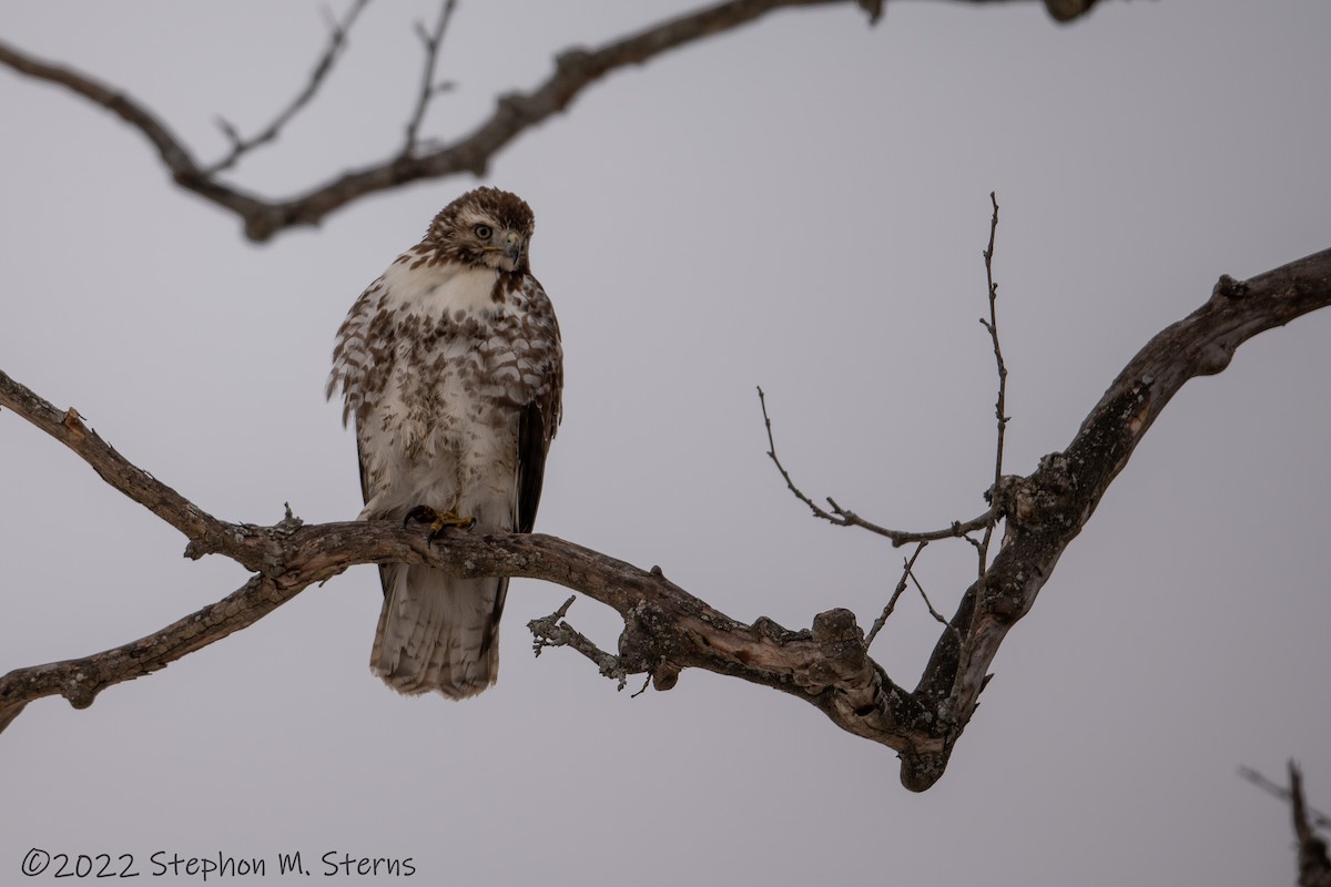 Red-tailed Hawk - Stephon Sterns