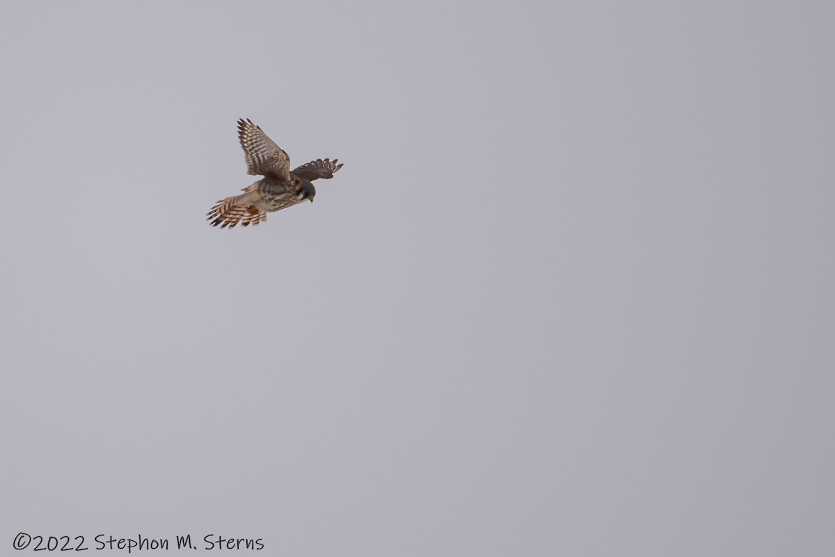 American Kestrel - ML411336071