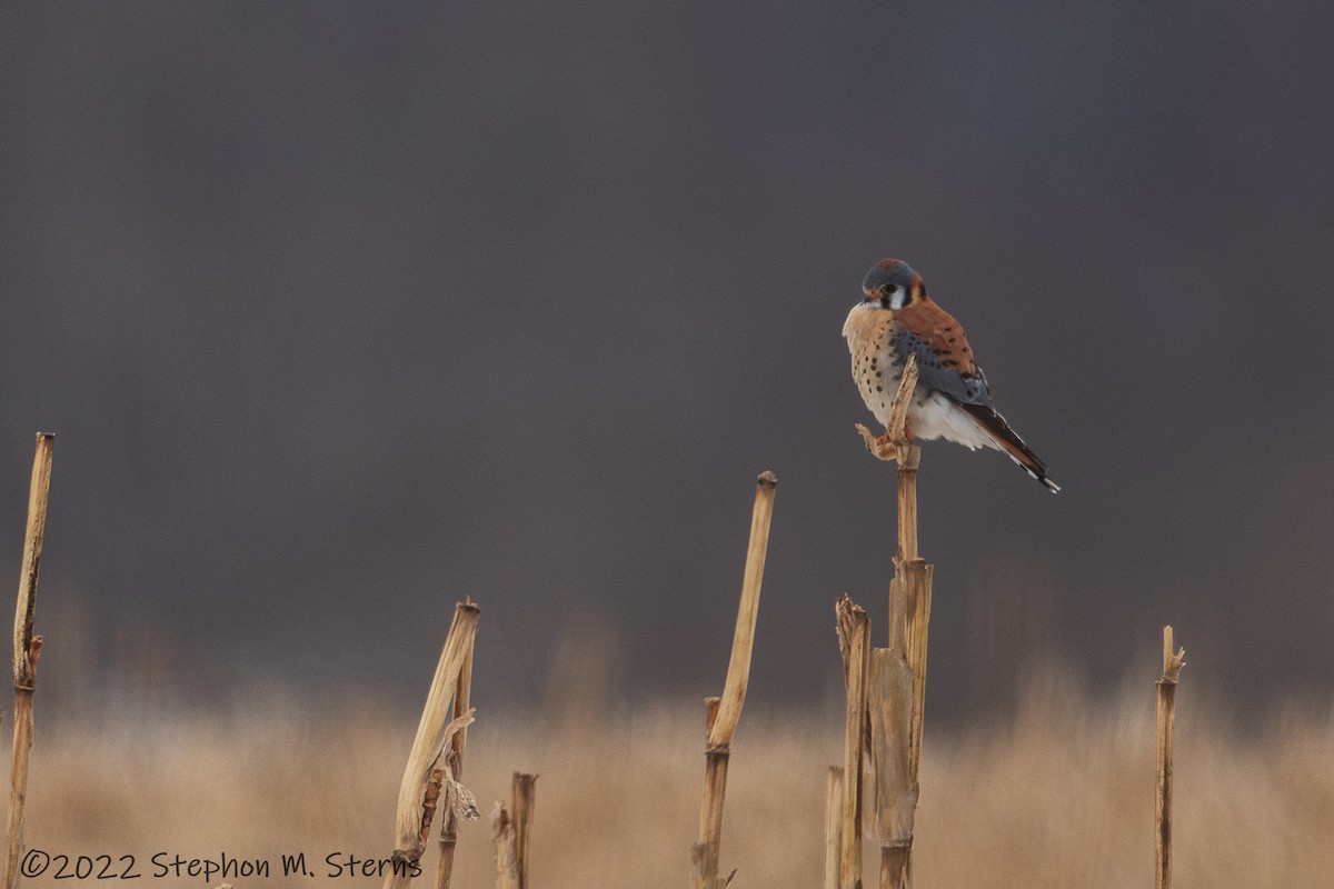 American Kestrel - ML411336081