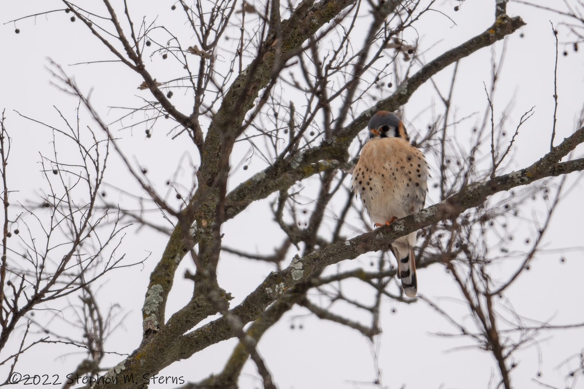 American Kestrel - Stephon Sterns