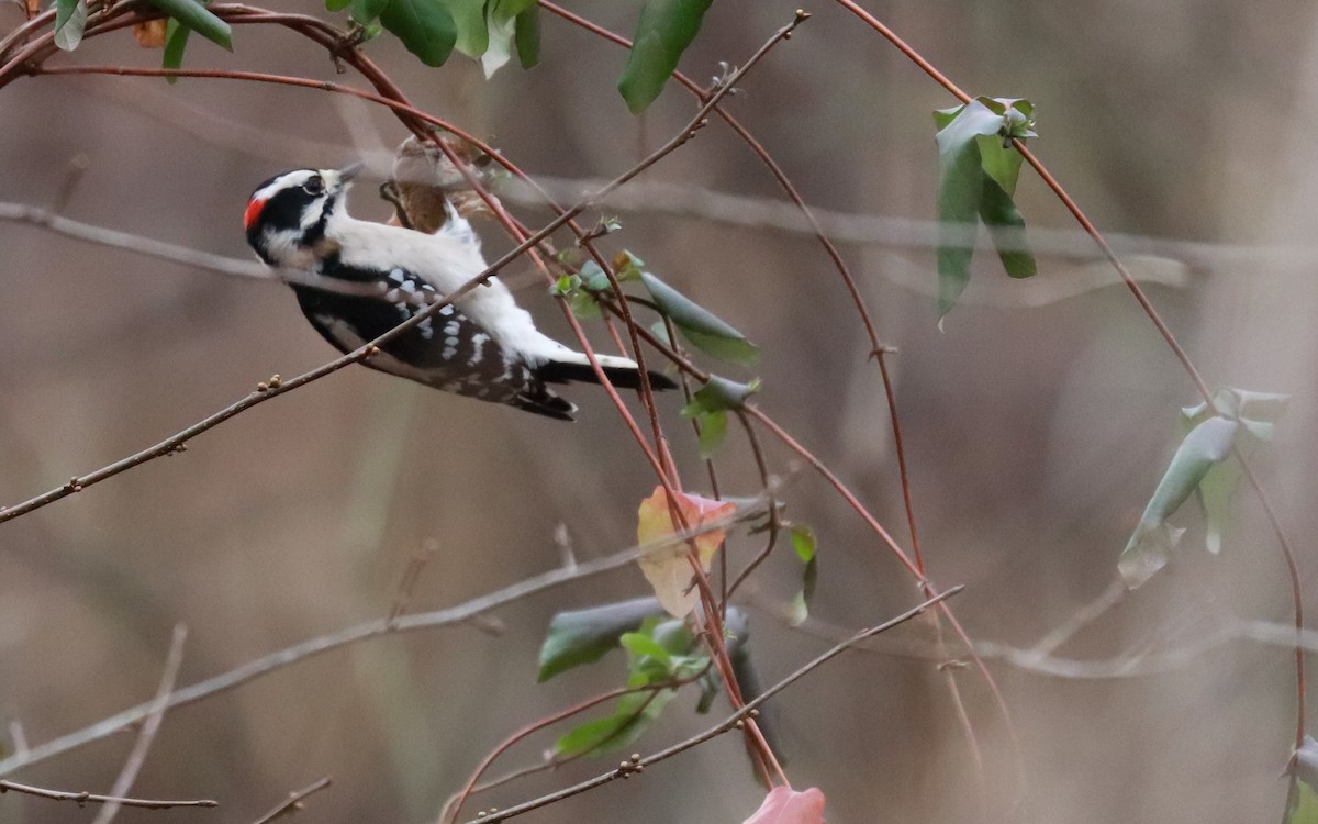 セジロコゲラ - ML411336501