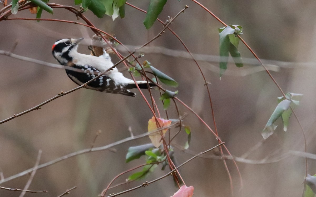 セジロコゲラ - ML411336521