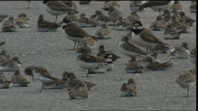 Semipalmated Plover - ML411337