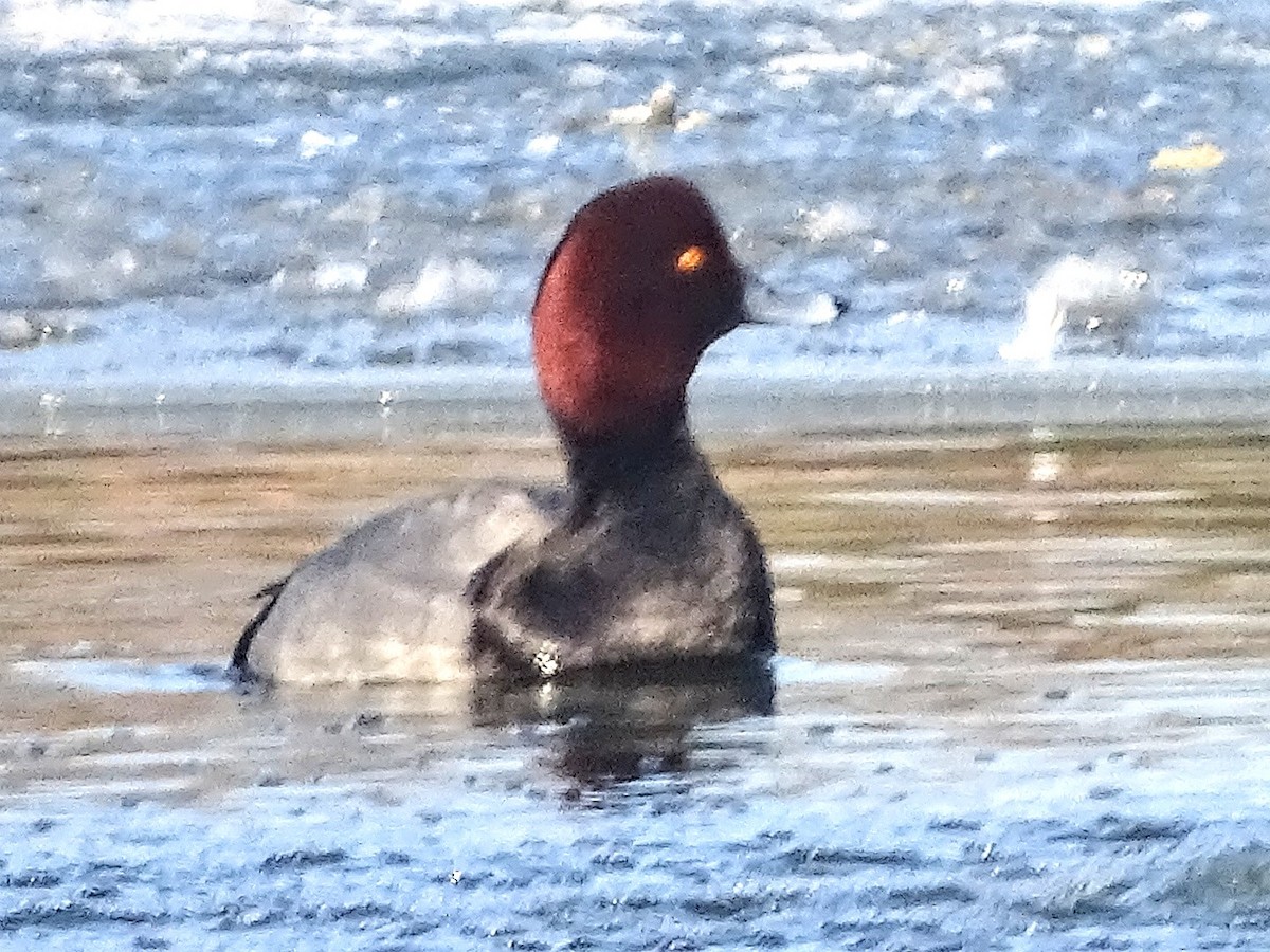 Redhead - ML411337161