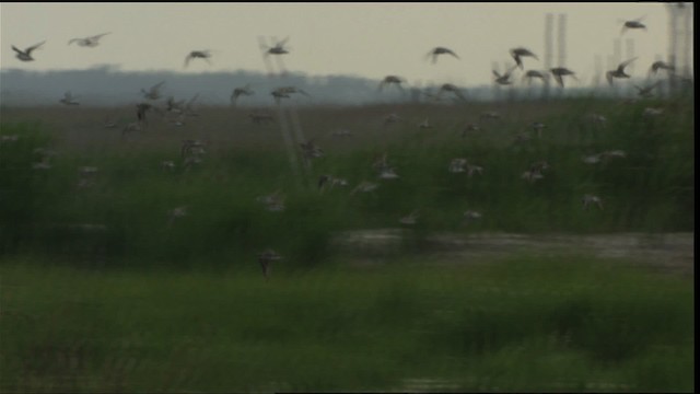 Semipalmated Sandpiper - ML411338