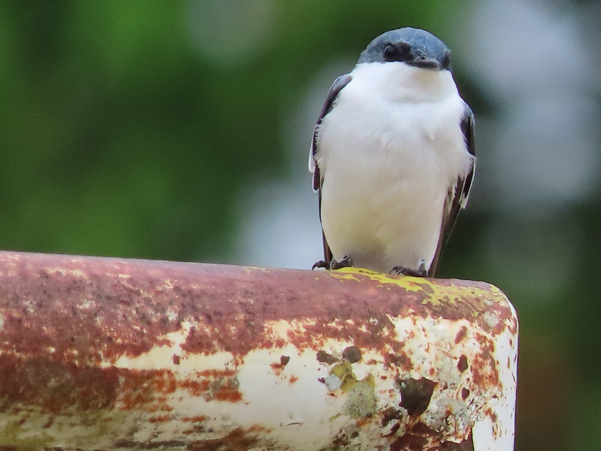 White-winged Swallow - ML411338591