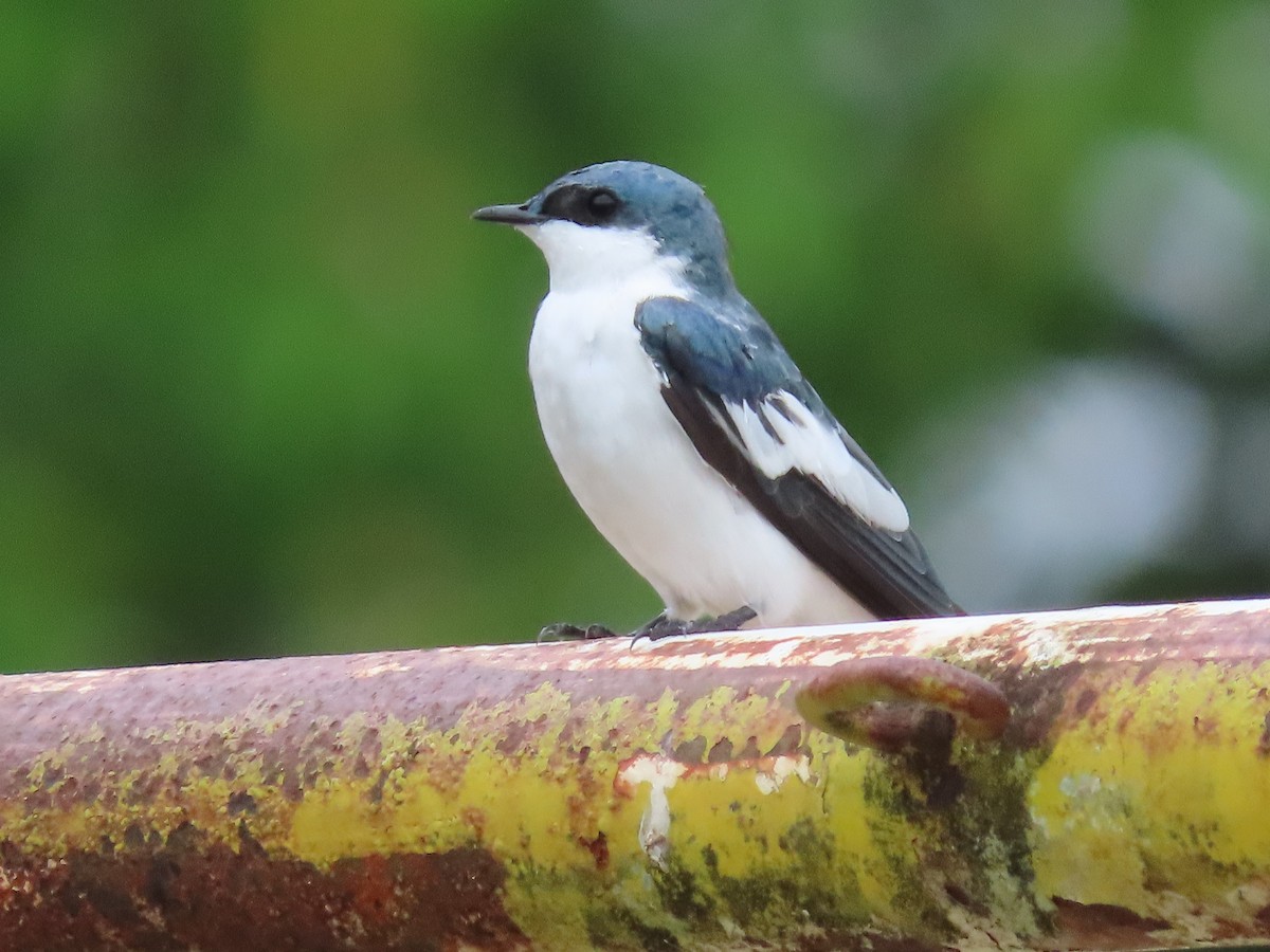 White-winged Swallow - ML411338611