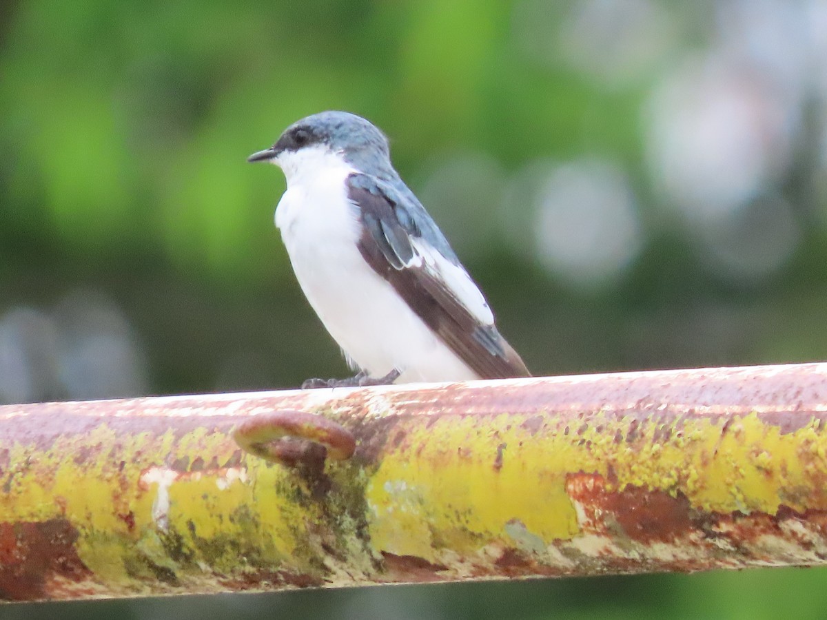 White-winged Swallow - ML411338631