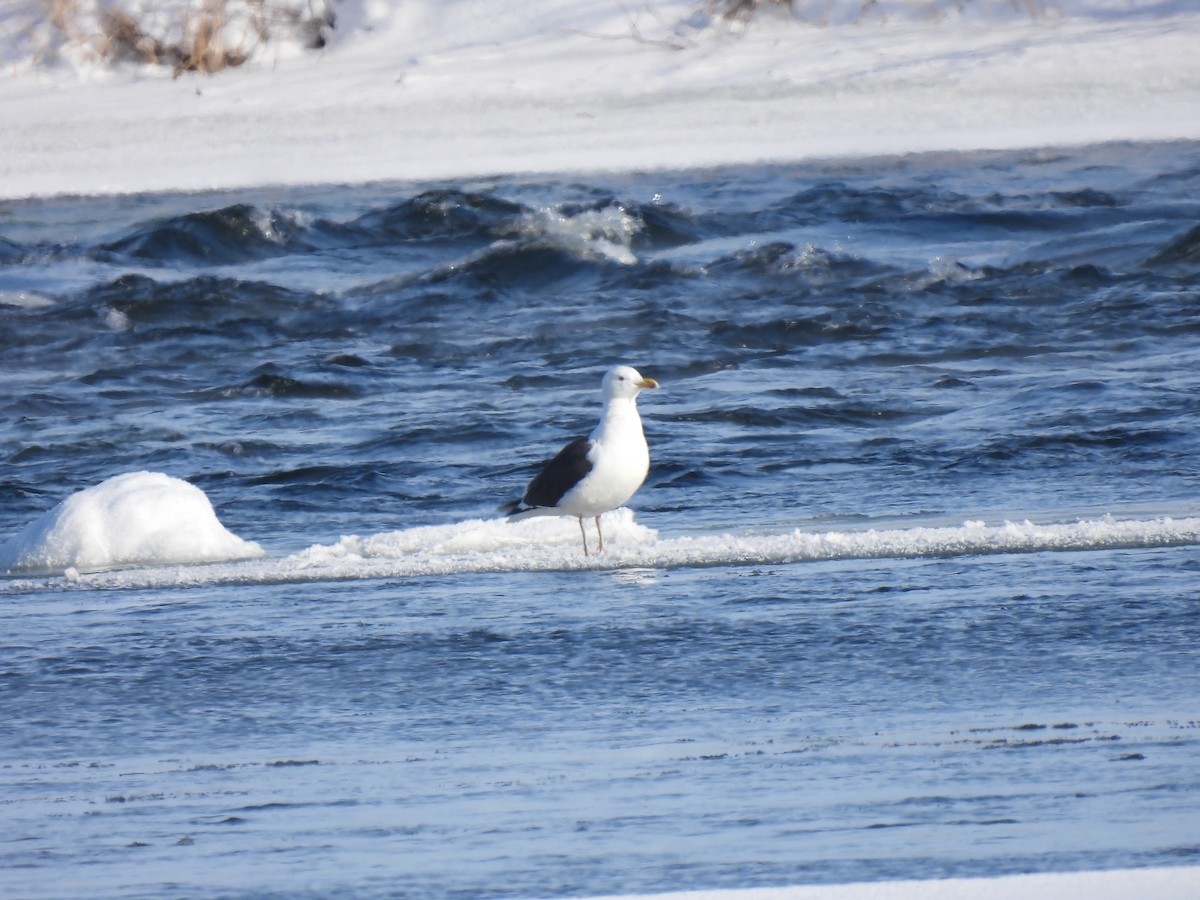 Great Black-backed Gull - ML411339411