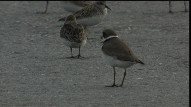 Semipalmated Plover - ML411341