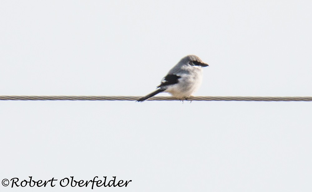 Loggerhead Shrike - ML411341801