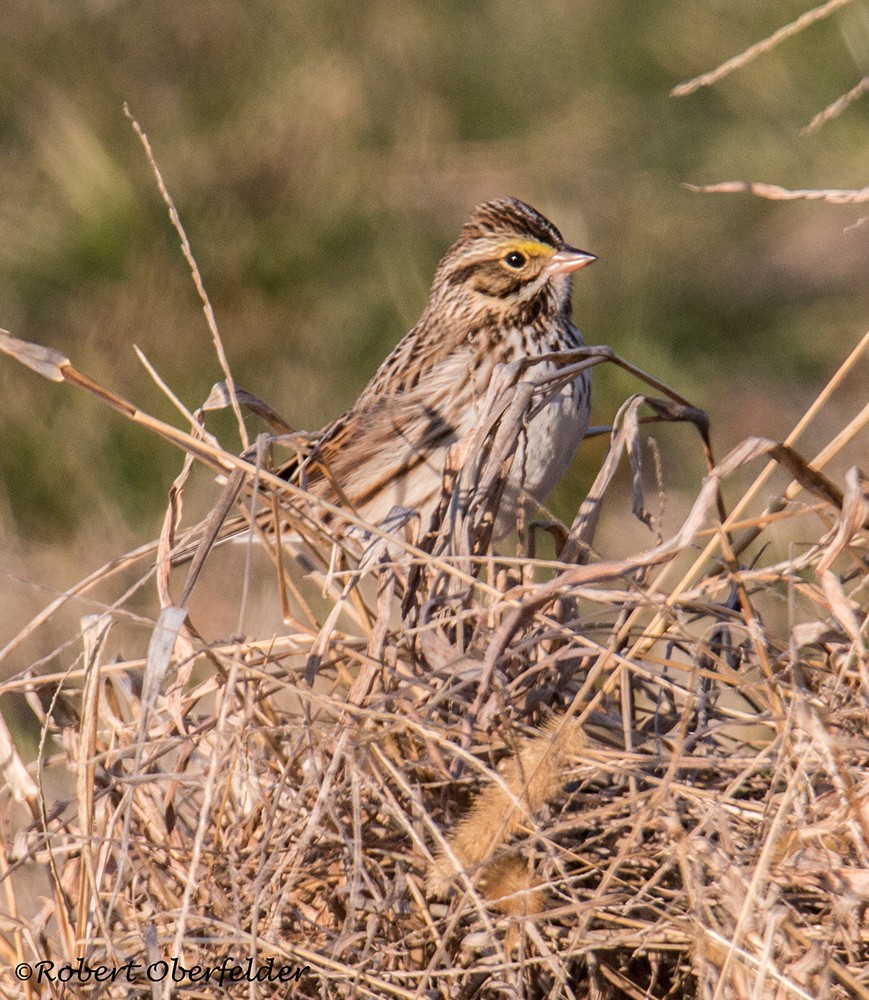 Savannah Sparrow - ML411341941