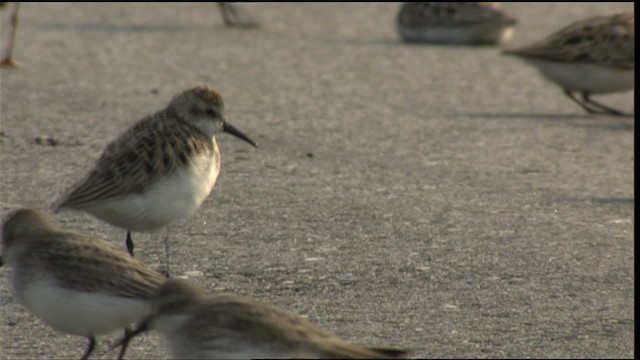 Semipalmated Sandpiper - ML411342