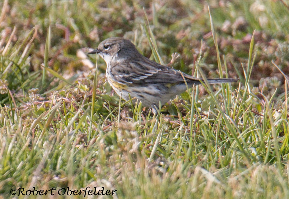 Yellow-rumped Warbler - ML411342021