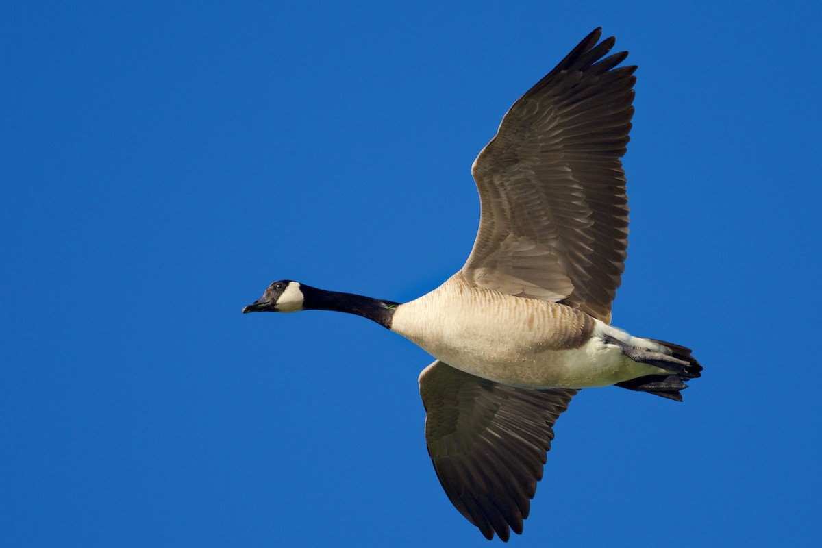 Canada Goose - George Gibbs