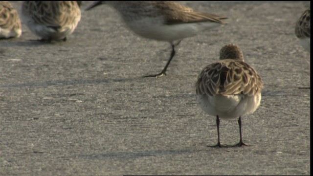 Semipalmated Sandpiper - ML411343