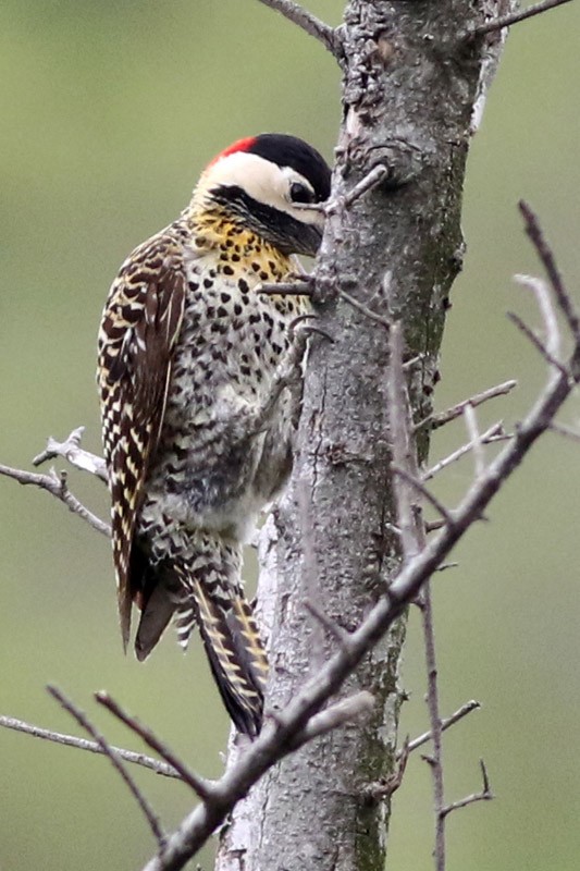 Green-barred Woodpecker - ML41134421