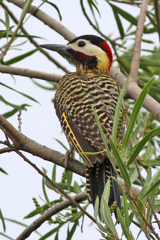 Green-barred Woodpecker - ML41134431