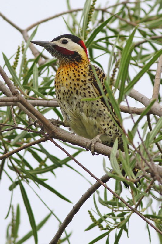 Green-barred Woodpecker - ML41134441