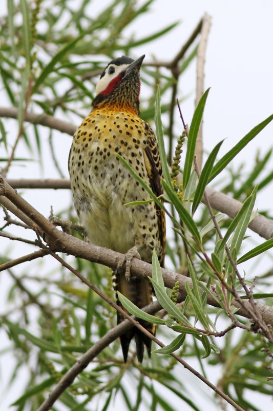 Green-barred Woodpecker - ML41134461