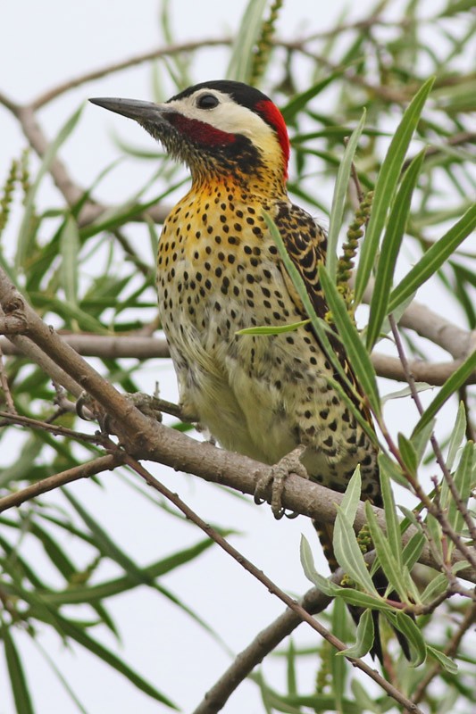 Green-barred Woodpecker - ML41134471