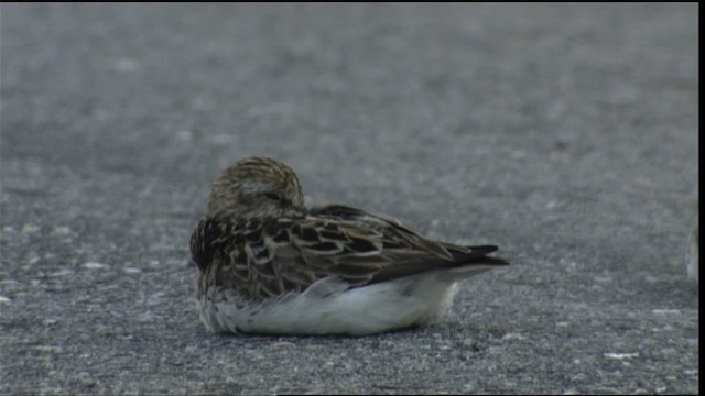 Semipalmated Sandpiper - ML411345