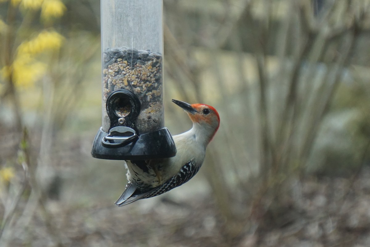 Red-bellied Woodpecker - ML411345901