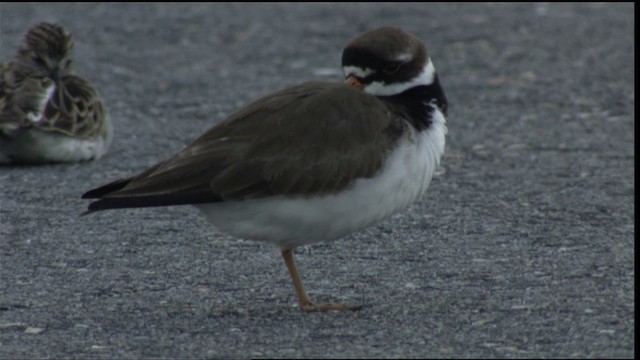 Semipalmated Plover - ML411346