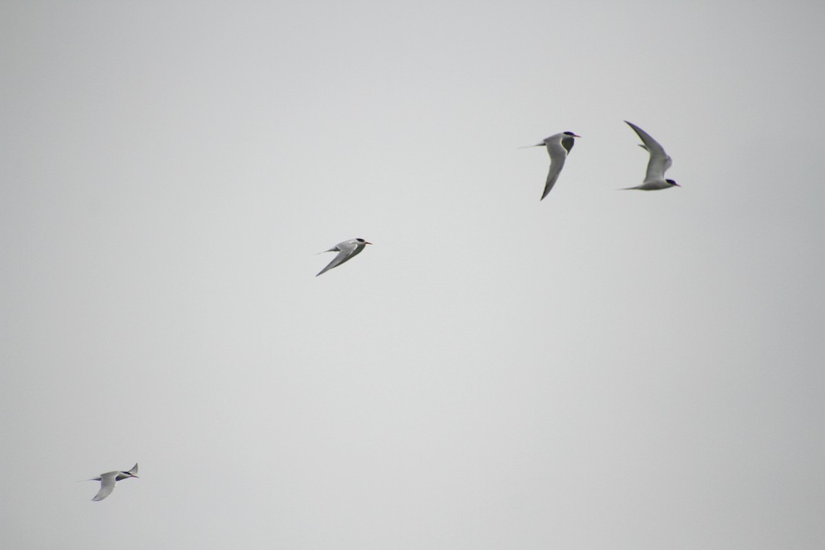 Common Tern - ML411346041