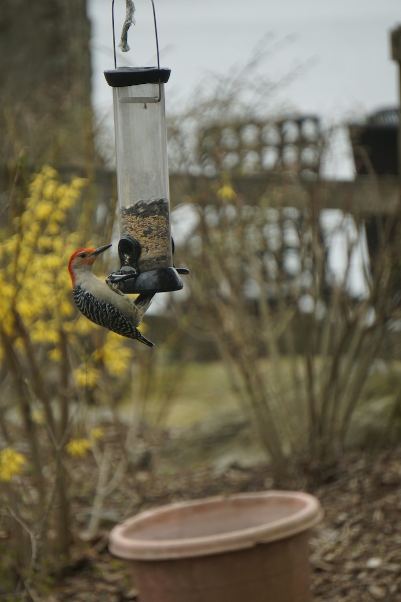 Red-bellied Woodpecker - ML411346101