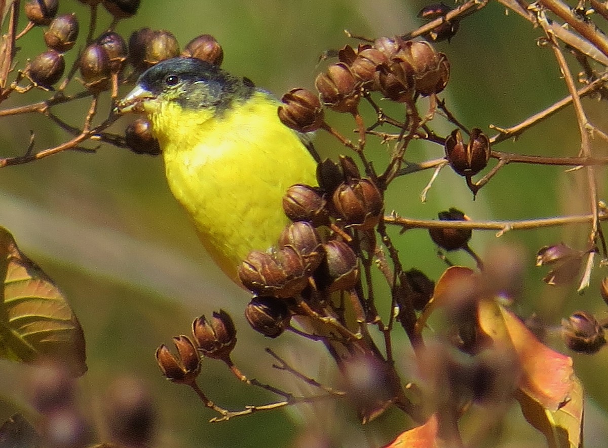 Lesser Goldfinch - Ron Furnish