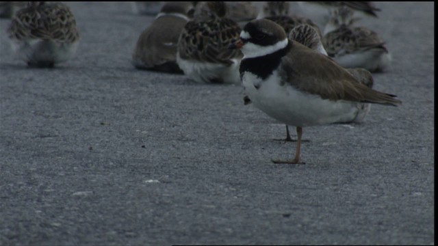 Semipalmated Plover - ML411347