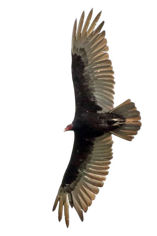 Turkey Vulture - J. Simón Tagtachian
